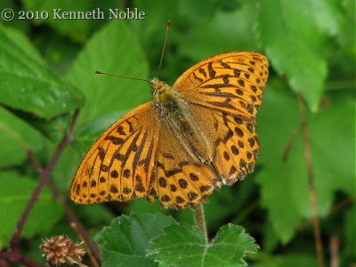 silver-washed fritillary (Argynnis paphia) Kenneth Noble